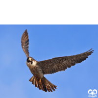 گونه بحری Peregrine Falcon